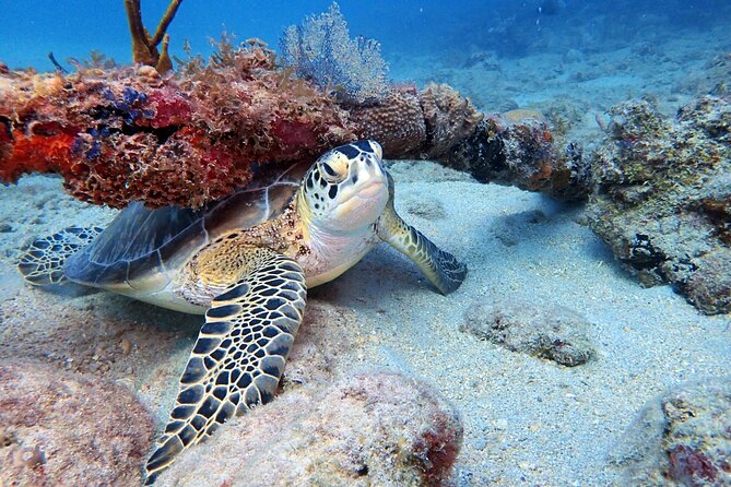 Private Half-Day Guided Snorkeling Charter in St. Thomas - Christmas Cove and the sea life around Greater St. James