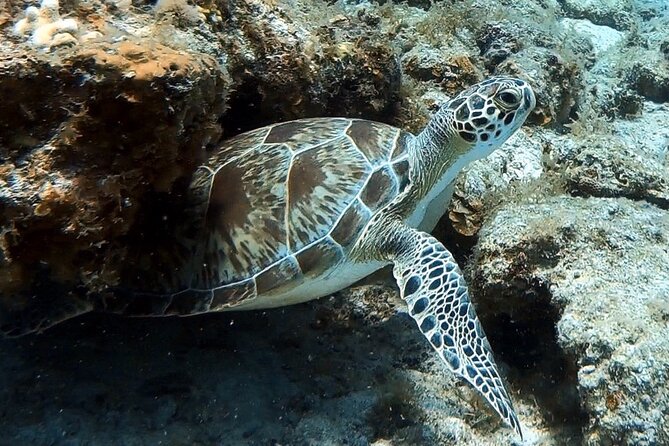 Private Half-Day Guided Snorkeling Charter in St. Thomas - Food, drinks, and the rum punch finish