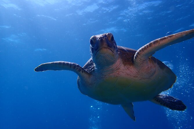 Private Half-Day Guided Snorkeling Charter in St. Thomas - Who should book this St. Thomas charter?