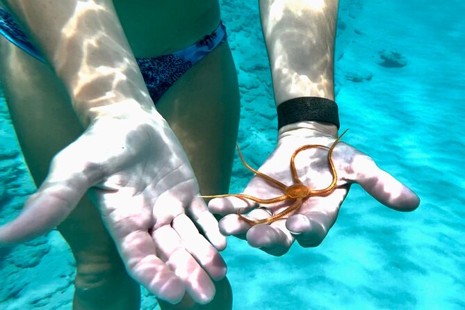 Private Luxury Catamaran Half Day Charter - Turtle Cove snorkeling at Buck Island
