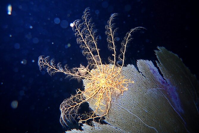 Private Sunset Charter + Guided Night Snorkeling in St Thomas - Leaving Saga Haven Marina Around Sunset