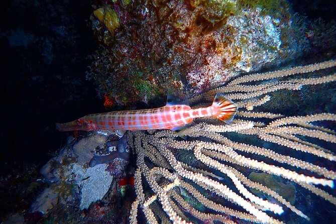 Private Sunset Charter + Guided Night Snorkeling in St Thomas - Entering the Water After Dark