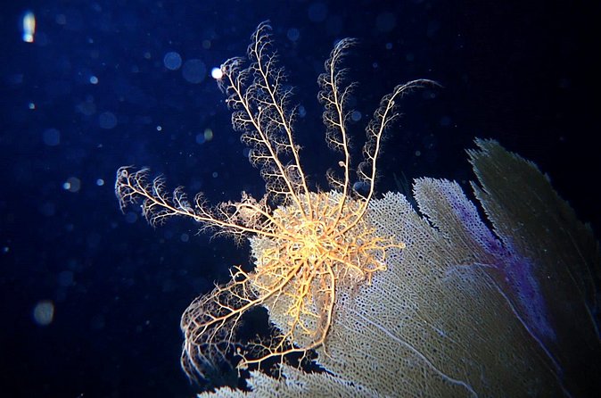 Private Sunset Charter + Guided Night Snorkeling in St Thomas - What Captain Tommy and the Crew Add