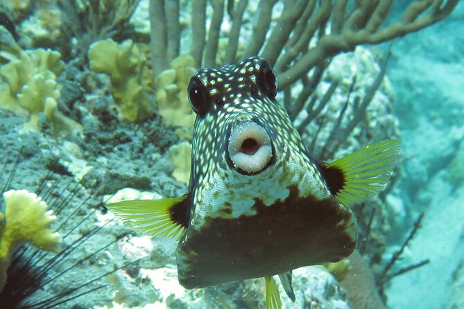 Reef and Turtle Adventure - Kayak and Snorkel Tour - Why this St. Thomas tour works well