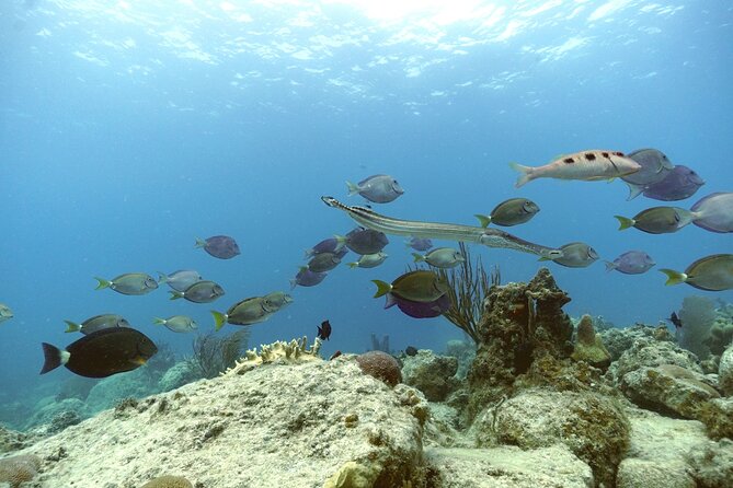 Reef and Turtle Adventure - Kayak and Snorkel Tour - Second water stop: a colorful coral reef