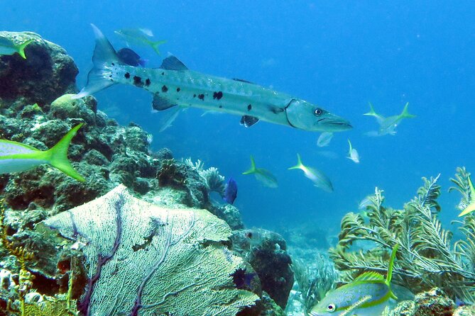 Reef and Turtle Adventure - Kayak and Snorkel Tour - Lunch from the cooler