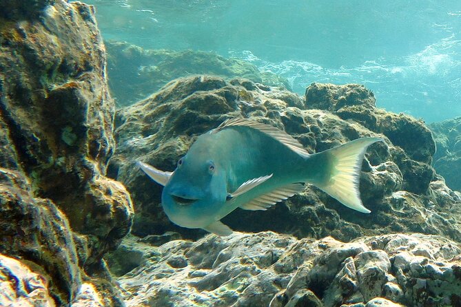 Reef and Turtle Adventure - Kayak and Snorkel Tour - What the $159 price includes