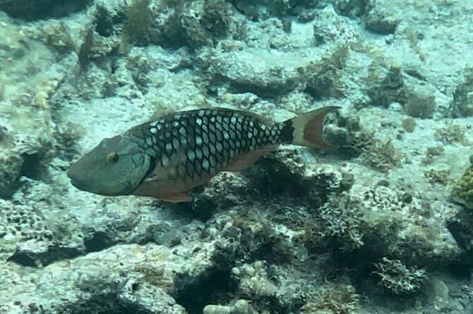Sail and Snorkel Private Charter - Mid-Day Sail 1230pm to Sunset - Drinks, Snacks, and the Lunch Question