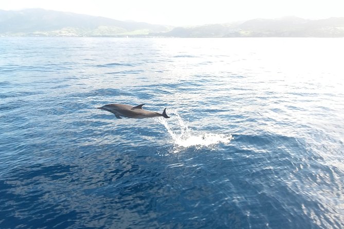 Sail/Snorkel Adventure from Sapphire Marina,STT NO CROWDS~ 6 GUEST MAX - What you may see below the surface