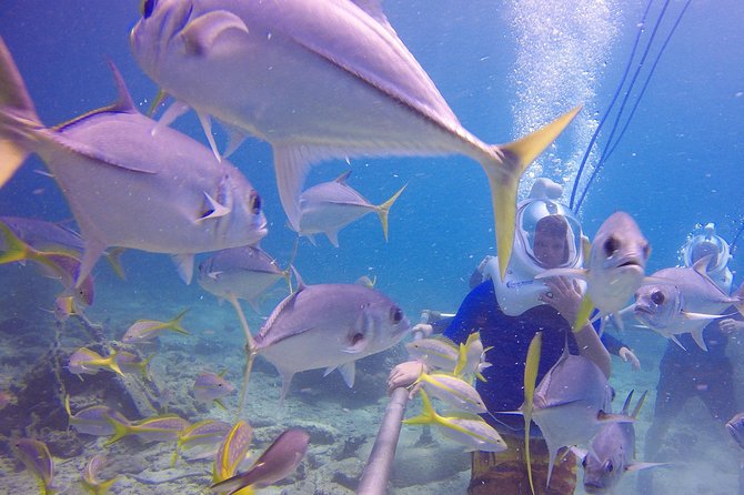 Sea Trek Helmet Dive at Coral World Ocean Park - Coral World adds value after the helmet comes off