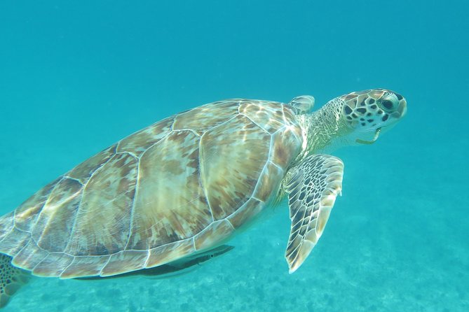 Small Group Sea Turtle Tour (Guaranteed to see turtles) - Meeting the guide at Lindbergh Bay