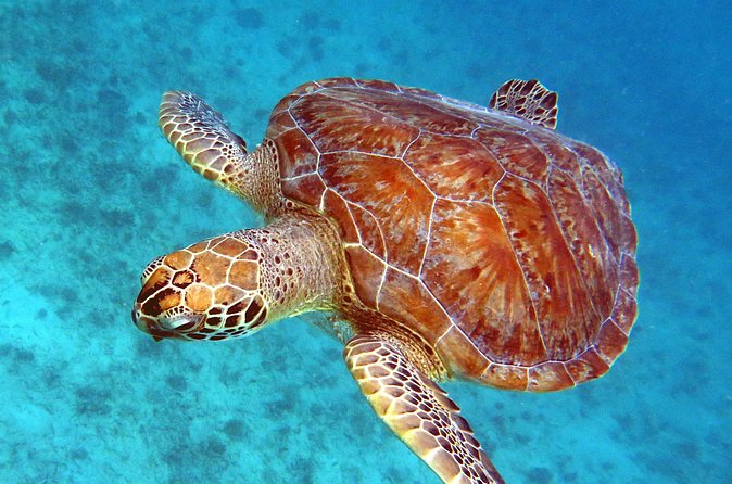 Small Group Sea Turtle Tour (Guaranteed to see turtles) - Snorkeling with turtles and reef life