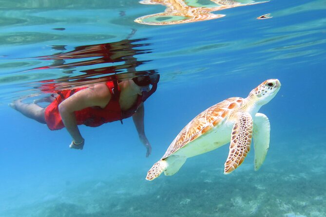 Small Group Sea Turtle Tour (Guaranteed to see turtles) - Price, photos, and gratuity