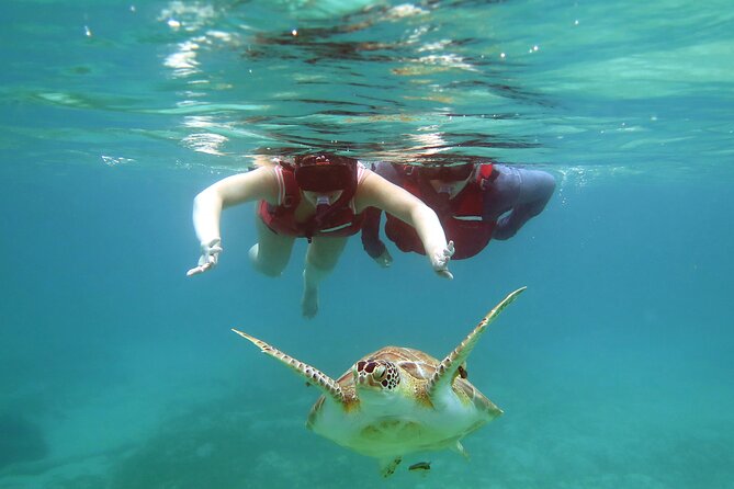 Small Group Sea Turtle Tour (Guaranteed to see turtles) - Who should book this outing