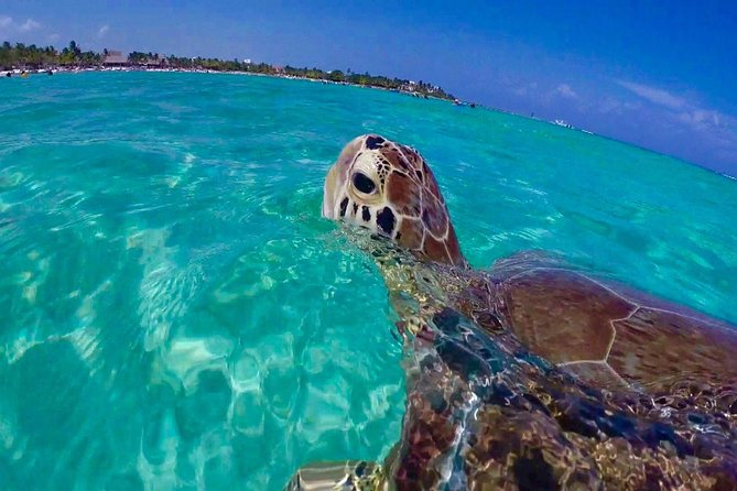 Snorkel St. John Tour from Sapphire and Margaritaville - Key Points Before You Book