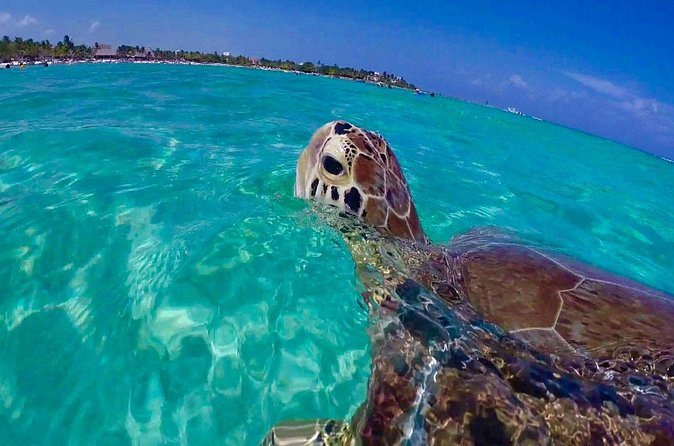 Snorkel St. John Tour from Sapphire and Margaritaville - Why the Third Stop Often Feels Special