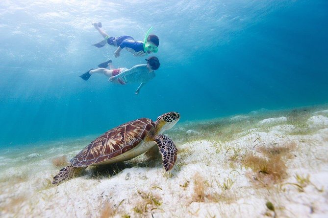 Snorkel & Swim with Turtles. Semi Private Tour to Buck Island & Honeymoon Beach - A Four-Hour Plan Built Around Two Water Stops