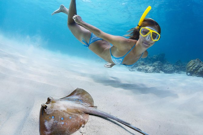 Snorkel & Swim with Turtles. Semi Private Tour to Buck Island & Honeymoon Beach - Turtle Cove: Sea Turtles and Reef Fish