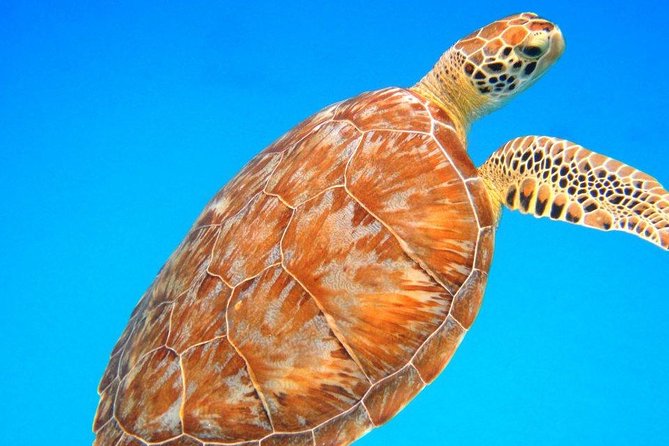 Snorkeling Adventure in St Thomas - Key points to know before booking