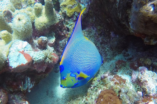 Snorkeling Adventure in St Thomas - Second site: more wildlife and a change of scenery