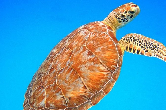 Snorkeling Adventure in St Thomas - The crew is a major part of the value