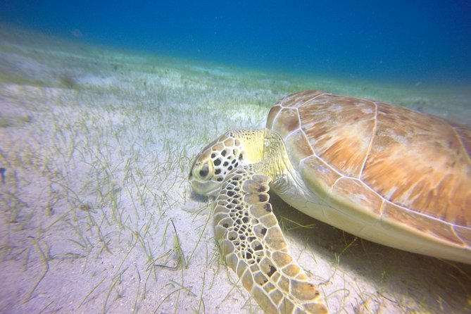 Snorkeling Adventure in St Thomas - Is $129 a good value?