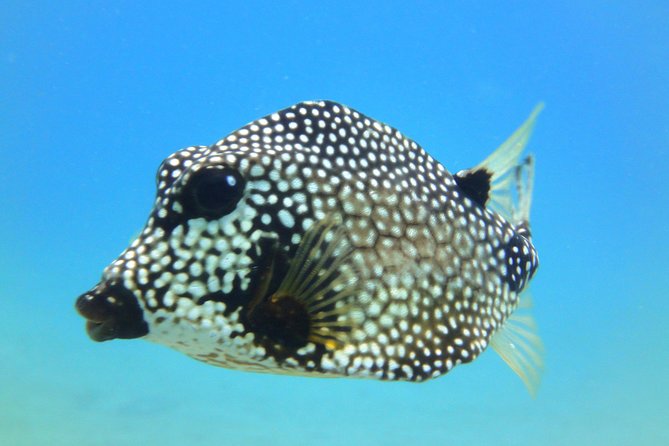 Snorkeling Adventure in St Thomas - Practical details for a smoother afternoon
