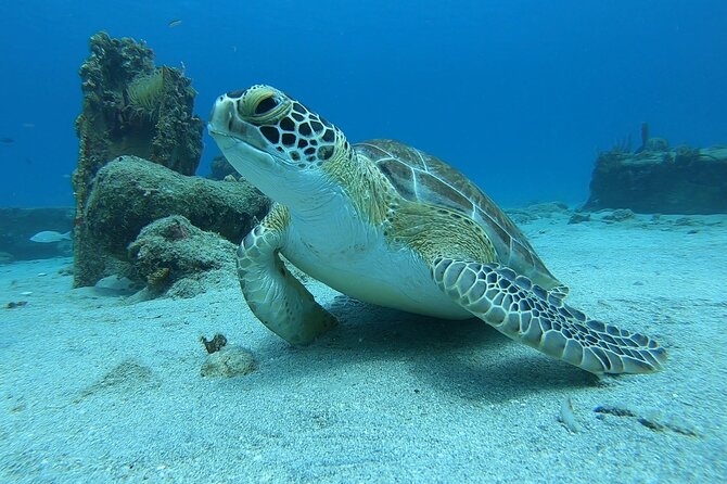 Snorkeling with Sea Turtles - What the $65 experience actually includes