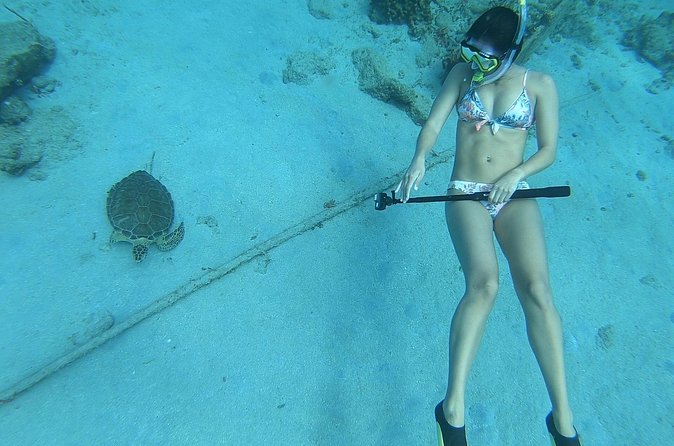 Snorkeling with Sea Turtles - Rainbow Beach: the all-day side of the package