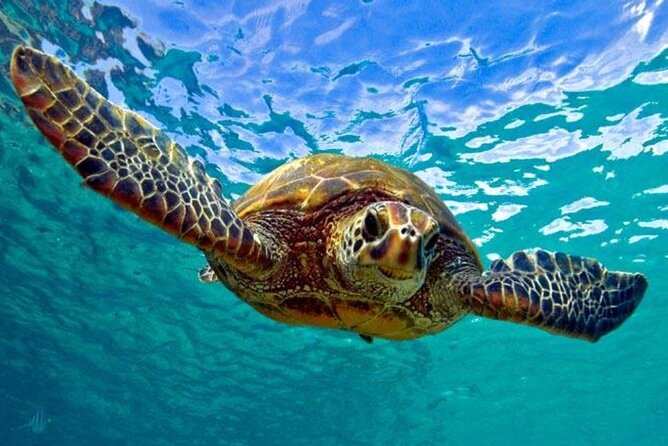 Snorkeling with Sea Turtles at St. Thomas - Key points at a glance