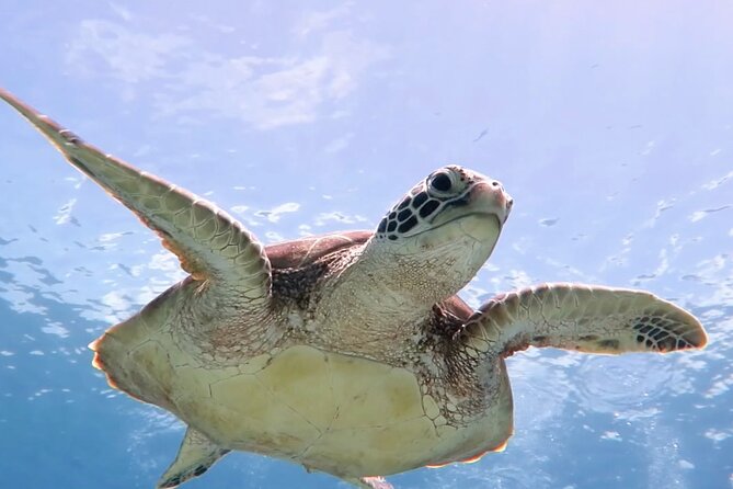 Snorkeling with Sea Turtles at St. Thomas - The guide can shape the whole experience