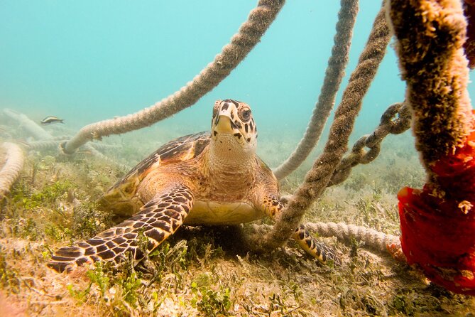 Snorkeling with Sea Turtles at St. Thomas - Walking from the sand into calm Caribbean water