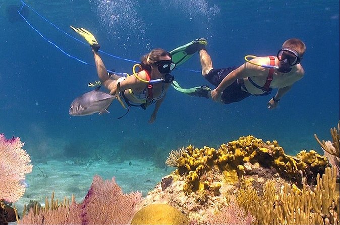 Snuba Adventure at Coral World Ocean Park - Who will enjoy this most