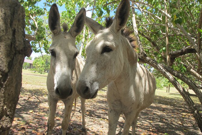 St. John Honeymoon Beach, Hike and Snorkel Adventure - Starting near Cruz Bay and the national park visitor center