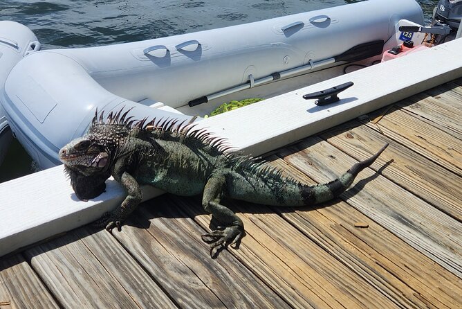 St John -Jeep Ride with A Guide! Customize Itinerary Your Way! - Maho Bay and the chance to see sea turtles