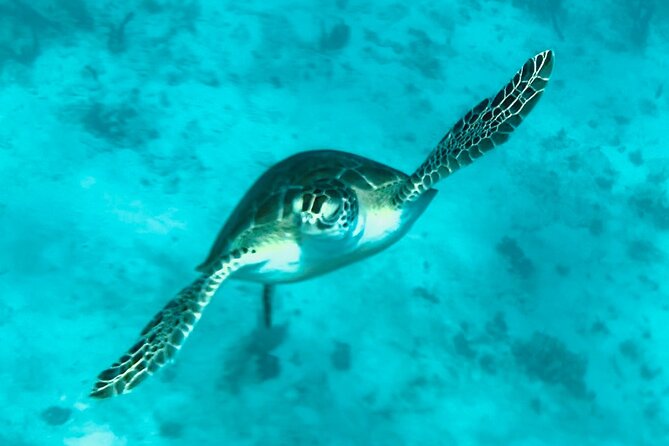 St. John Luxury Catamaran Turtle Snorkel and Cays Full Day - Who Will Like This St. John Cruise