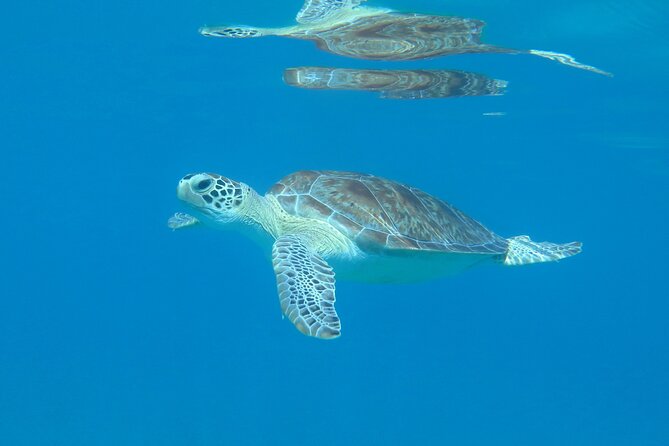 St Thomas Kayak and Sea Turtle Snorkel Excursion - Key points to know before you book
