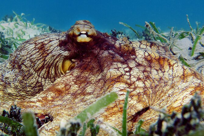 St Thomas Kayak and Sea Turtle Snorkel Excursion - How much value is in the $139 price?