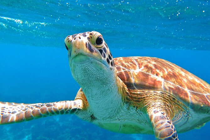 St Thomas Mangrove Lagoon Kayak and Snorkel Tour in the US Virgin Islands - Snorkeling beside mangrove roots