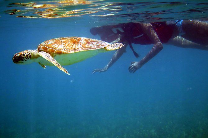St Thomas Sea Turtle Snorkel Kayak Adventure Tour - Key points to know before you book