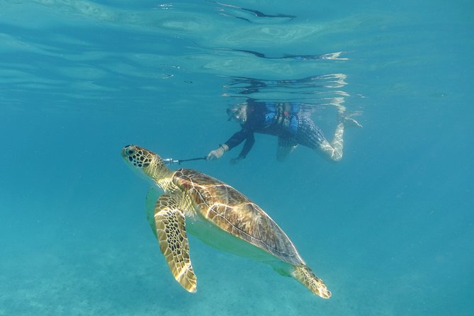 St Thomas Sea Turtle Snorkel Kayak Adventure Tour - Snorkeling with turtles in a protected bay