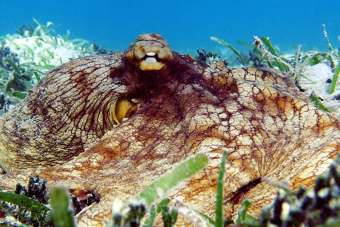 St Thomas Sea Turtle Snorkel Kayak Adventure Tour - Photos and the price of $139