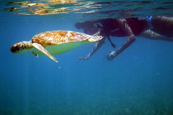 St Thomas Sea Turtle Snorkel Kayak Adventure Tour - Who should book this half-day outing