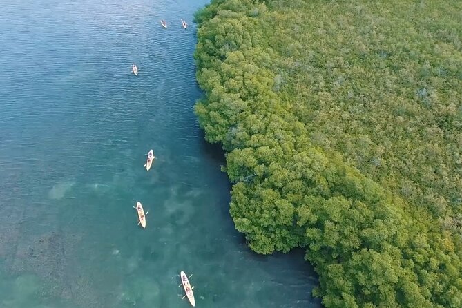 St Thomas Shore Excursion: Mangrove Lagoon Kayak and Snorkel Tour - Who will enjoy this St. Thomas excursion most
