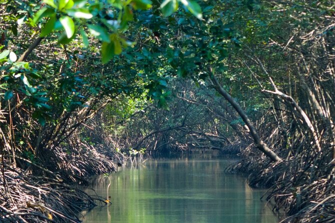 Sunset Kayak Tour in the Mangrove Lagoon, St Thomas - What the guides add to the outing