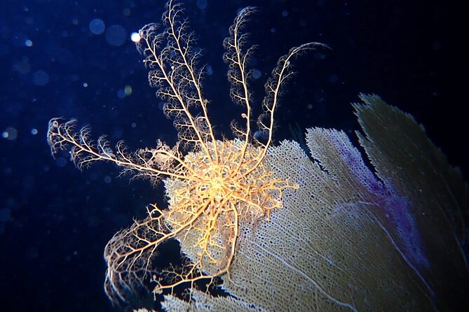 Sunset on the Water + Night Snorkeling with Guide in St. Thomas - Getting ready for a flashlight snorkel