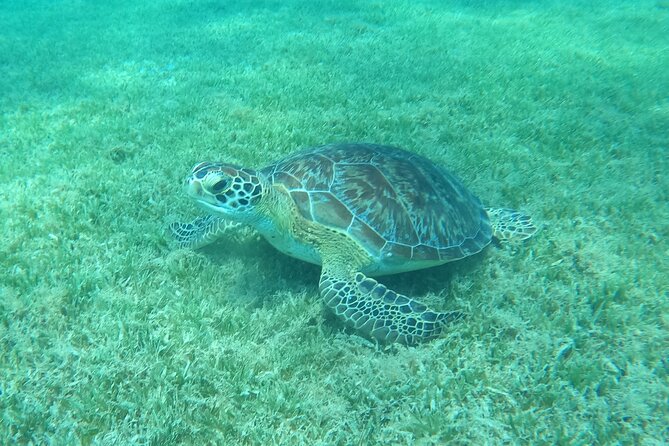 The Frederiksted St. Croix Sea Turtles Snorkeling Tour - Finding Green and Hawksbill sea turtles