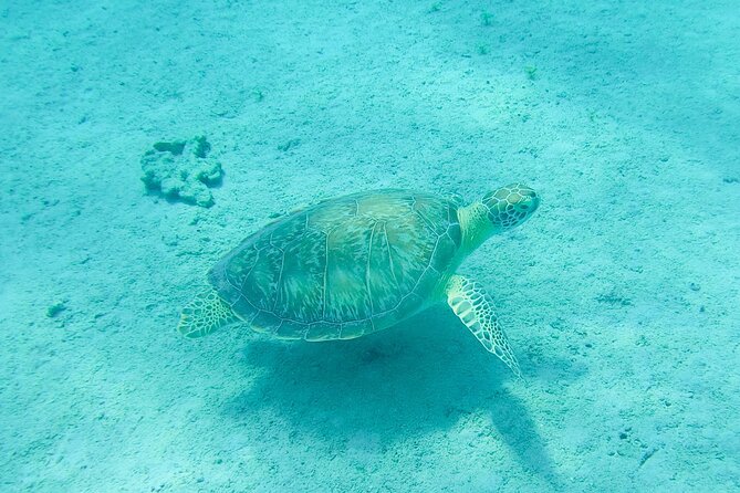 The Frederiksted St. Croix Sea Turtles Snorkeling Tour - A short route with plenty to watch