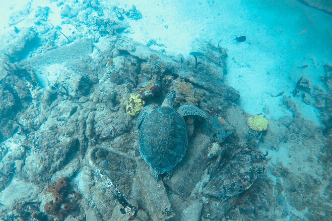 The Frederiksted St. Croix Sea Turtles Snorkeling Tour - Watching the sea grass for stingrays
