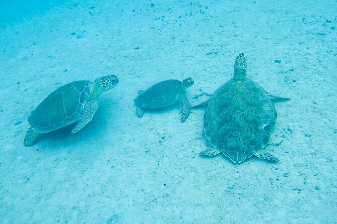 The Frederiksted St. Croix Sea Turtles Snorkeling Tour - Wading into Turtle Cove